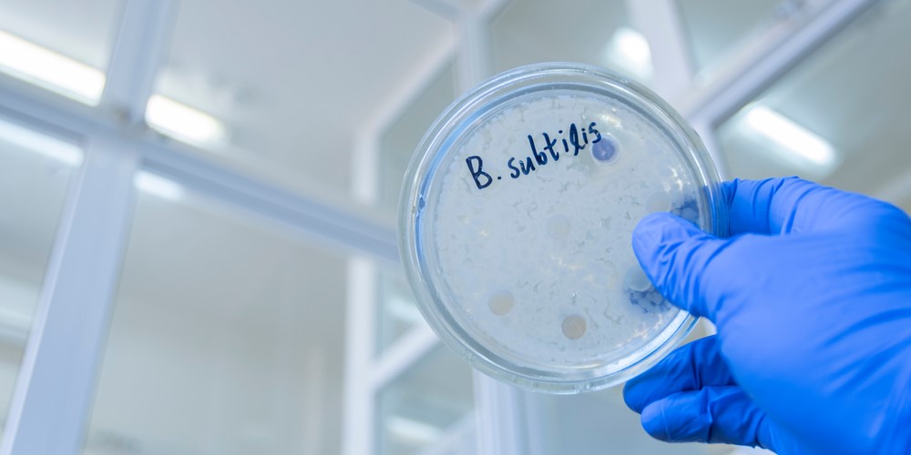 Vi khuẩn Bacillus có nhiều ứng dụng trong nuôi trồng thủy sản