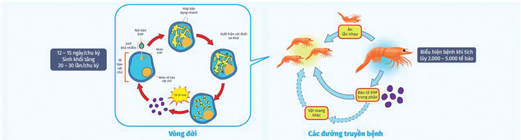 Cách phòng bệnh EHP trên tôm thẻ chân trắng