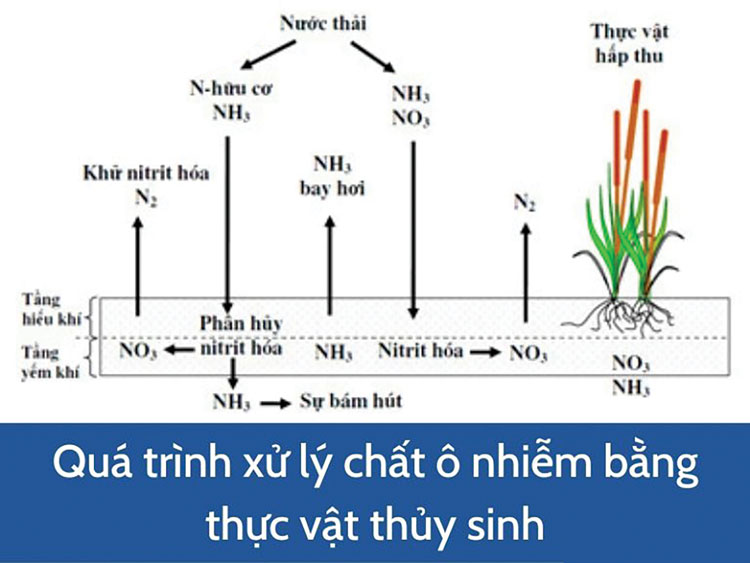 Xử lý nước thải bằng thực vật thủy sinh