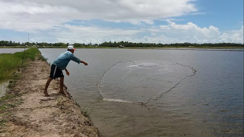 chài tôm kiểm tra định kỳ