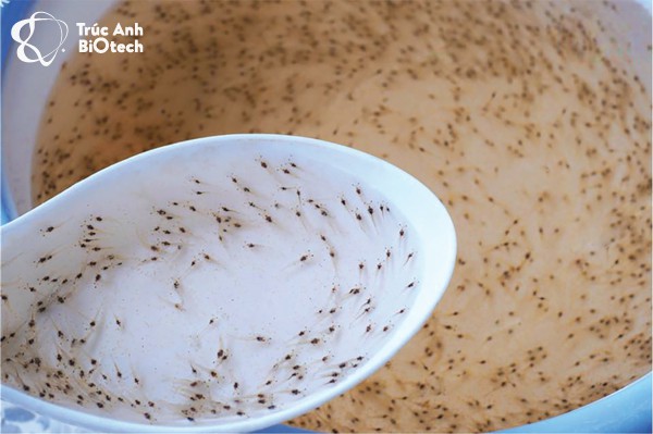 Artemia thức ăn cho ấu trùng tôm không thể thiếu