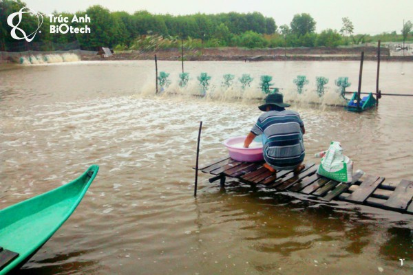 Kháng sinh trị bệnh cho tôm