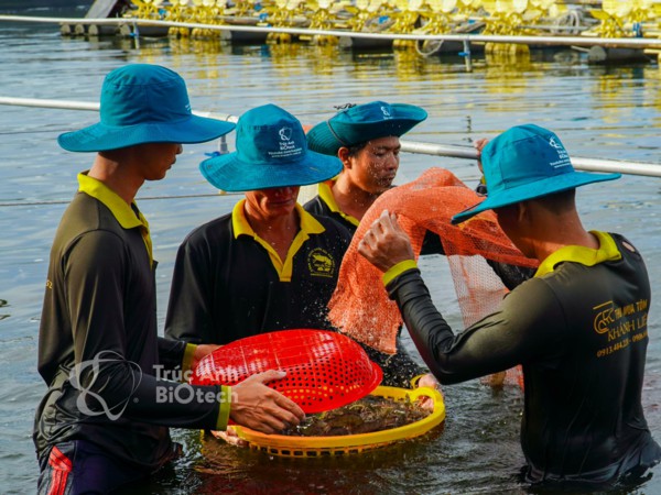 thu hoạch tôm tại khu nuôi công nghệ cao của Công ty Trúc Anh-7