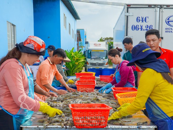 thu hoạch tôm tại khu nuôi công nghệ cao của Công ty Trúc Anh-7