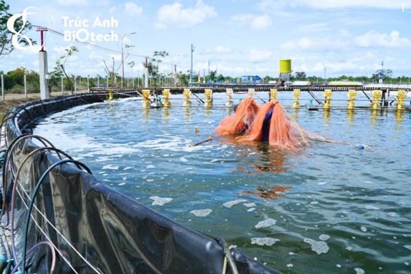 Sang tôm bằng cách kéo lưới