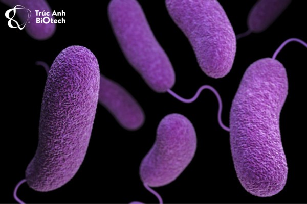 Vi khuẩn Vibrio parahaemolyticus