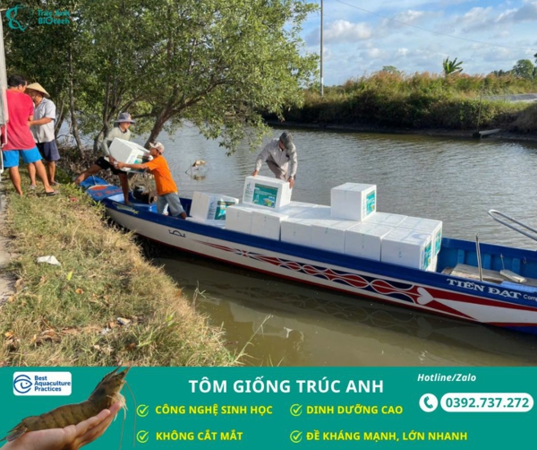 tôm giống Trúc Anh