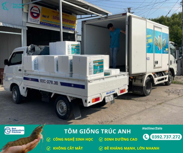 tôm giống Trúc Anh