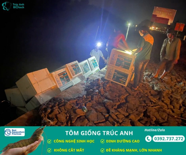 tôm giống Trúc Anh