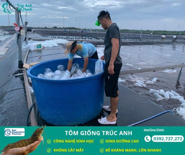 tôm bố mẹ