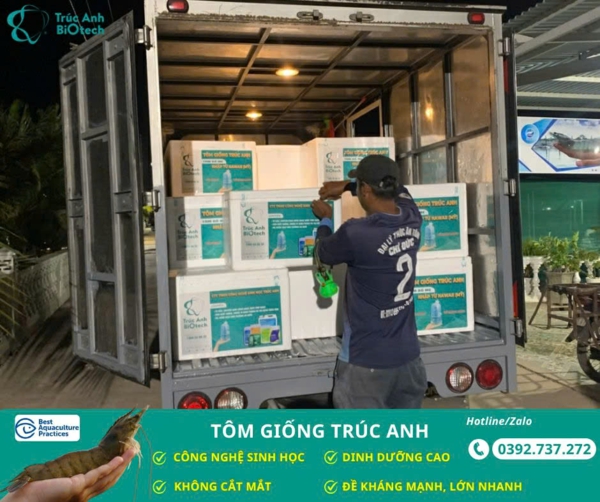 tôm bố mẹ