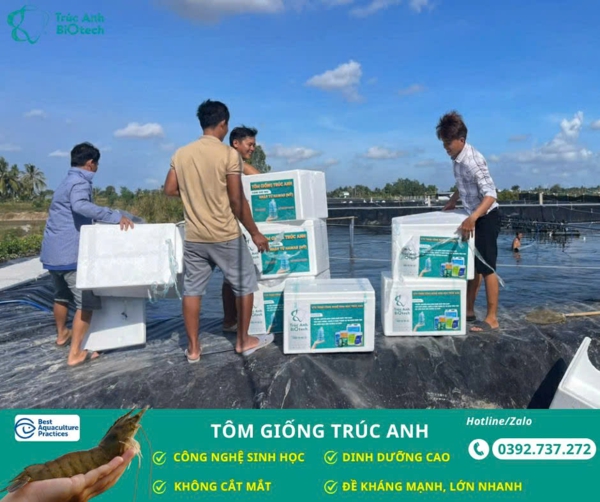 tôm bố mẹ