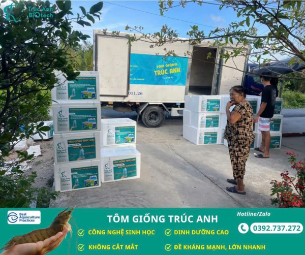 tom giong Truc Anh
