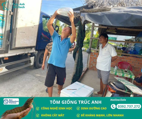 tom giong Truc Anh