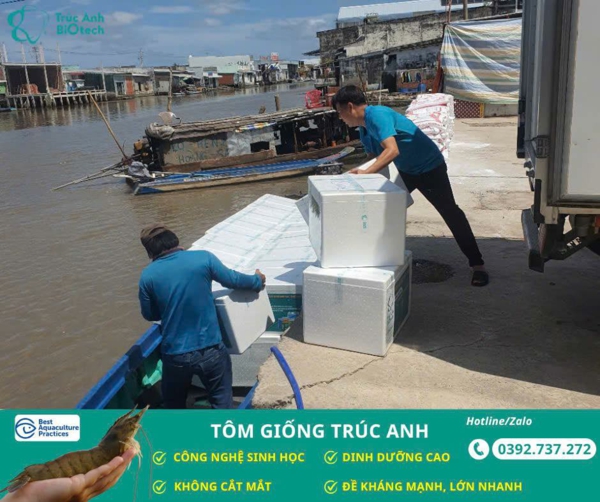 tom giong Truc Anh