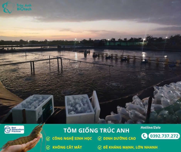 tom giong Truc Anh