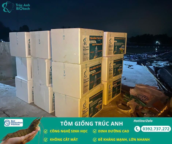 tom giong Truc Anh
