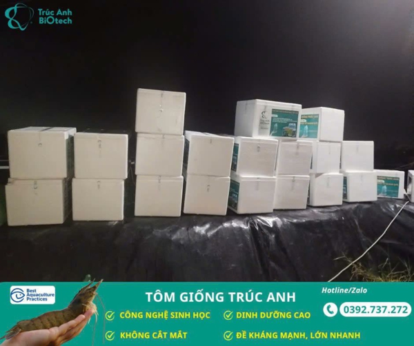 tom giong Truc Anh