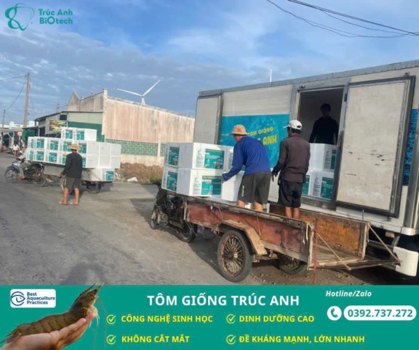 tôm giống Trúc Anh sach benh