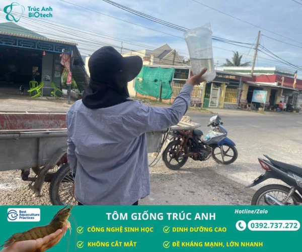 tôm giống Trúc Anh sach benh