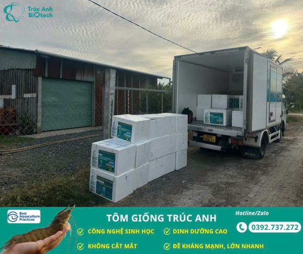 tôm giống Trúc Anh sach benh