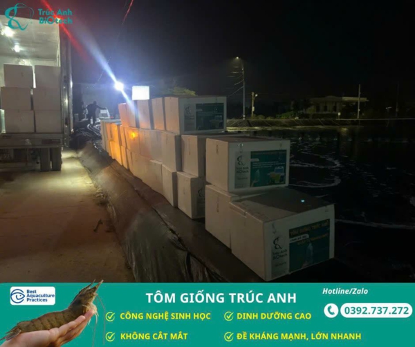 tôm giống Trúc Anh sach benh