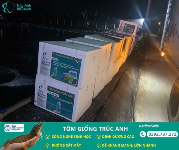 tôm giống Trúc Anh sach benh