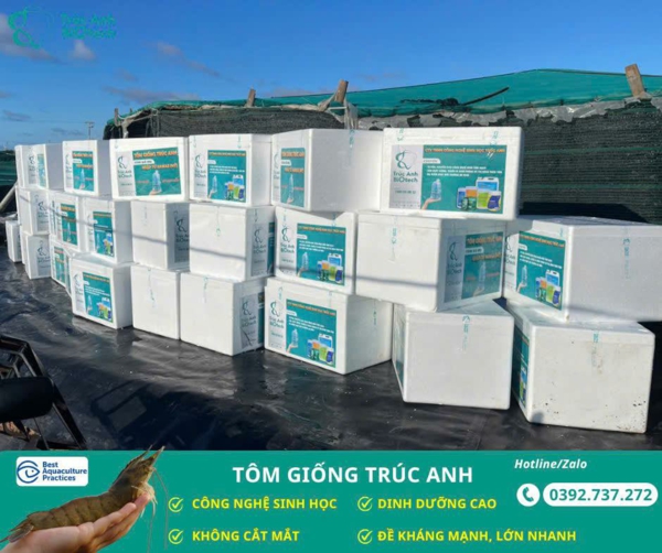 tom giong truc anh