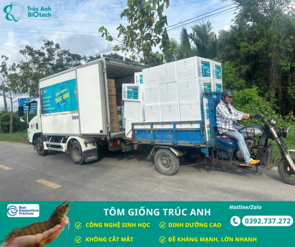 tom giong truc anh