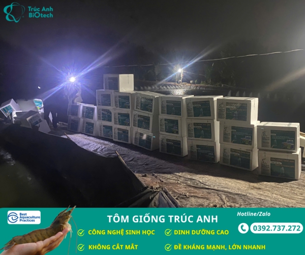 tom giong truc anh