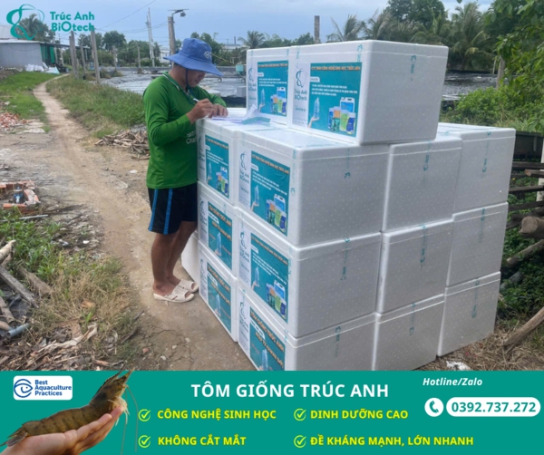 tom giong truc anh