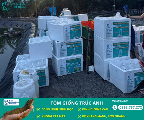 tom giong truc anh