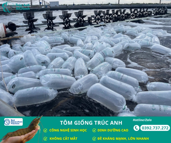 tom giong truc anh