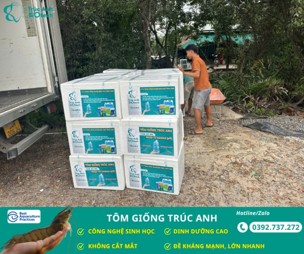 tom giong truc anh