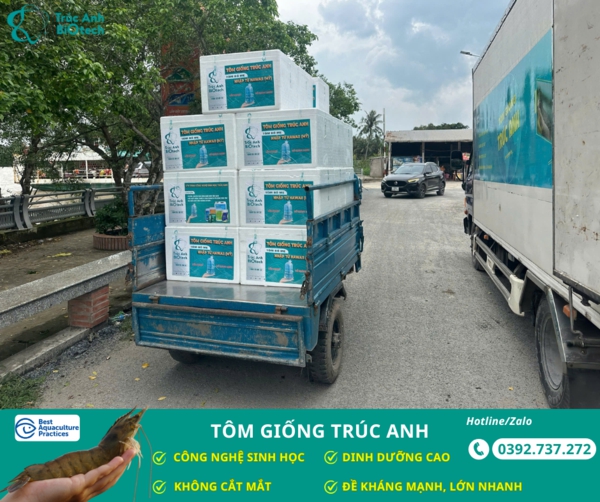 tom giong truc anh