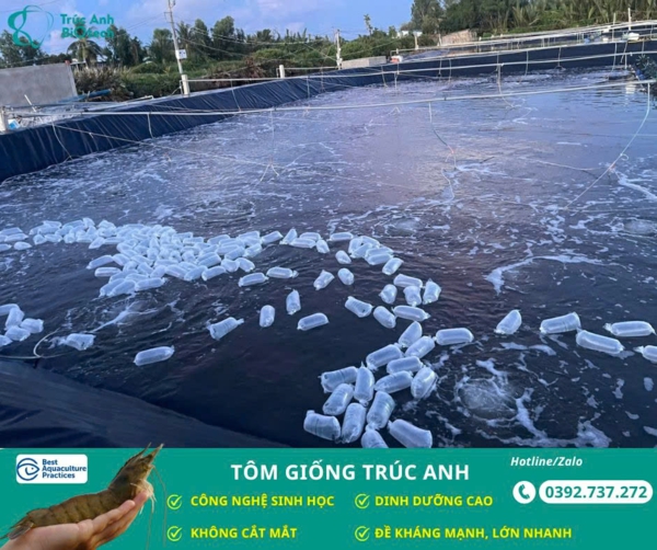 tom giong truc anh