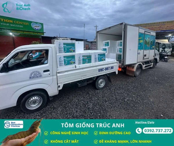 tom giong truc anh