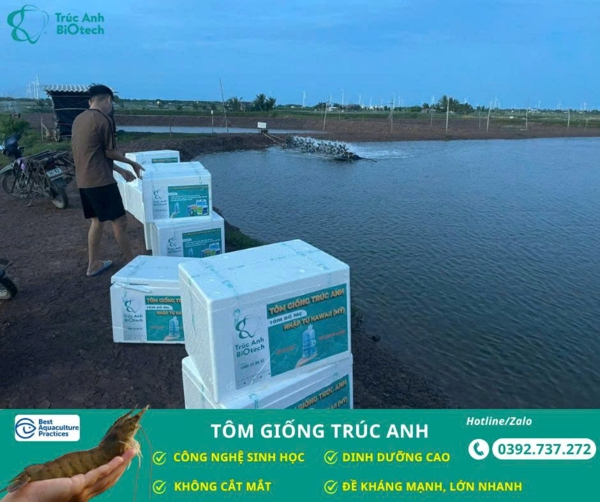 tom giong truc anh