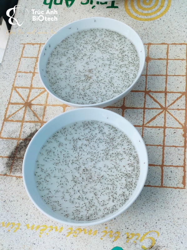 tôm giống Trúc Anh