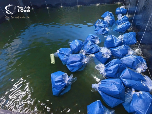 Công ty Trúc Anh nhập khẩu lô tôm giống bố mẹ