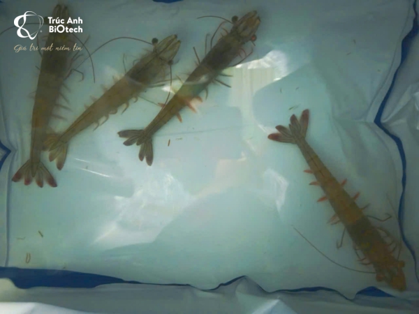 nhập khẩu lô tôm giống bố mẹ