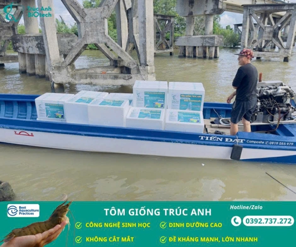 giao tôm giống Trúc Anh đến người nuôi tôm