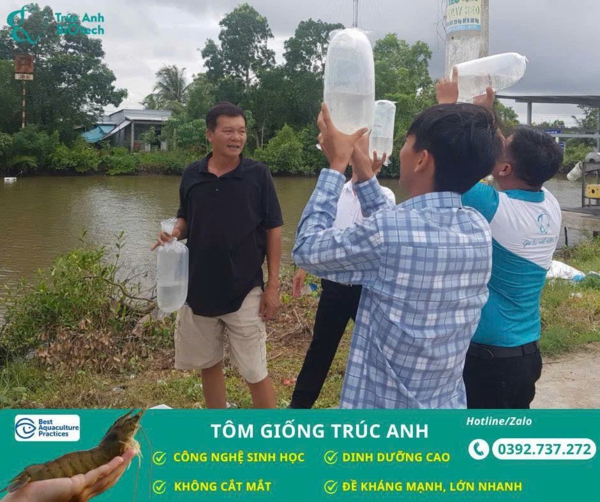 tom giong Truc Anh