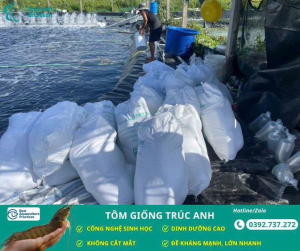 tom giong Truc Anh