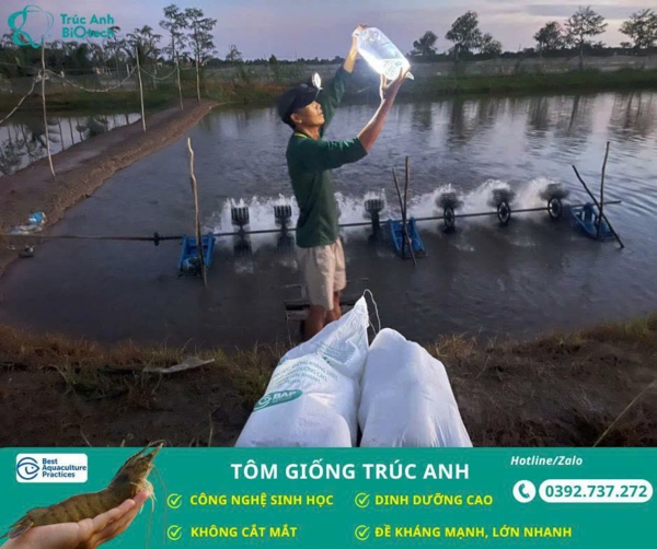 tom giong Truc Anh
