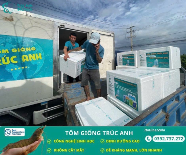 tom giong Truc Anh