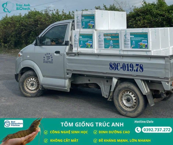 tom giong Truc Anh