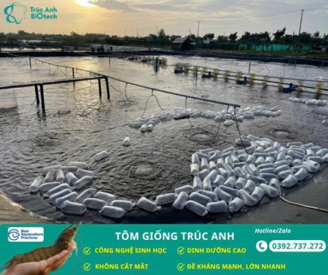 lo tom post, tom the chan trang 04