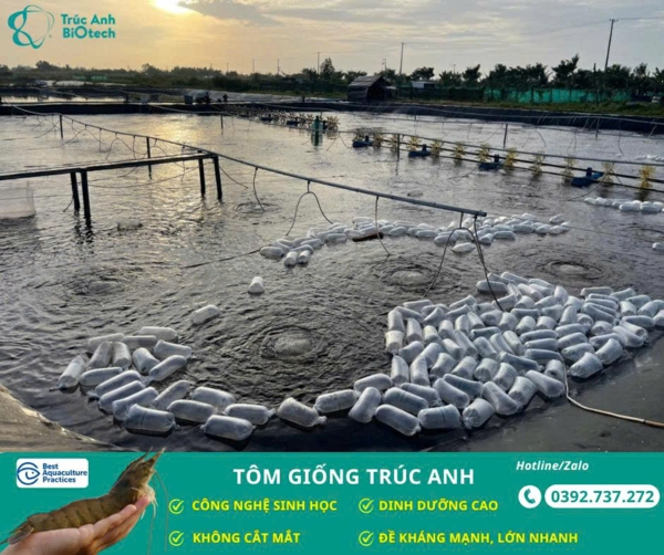 lo tom post, tom the chan trang 04