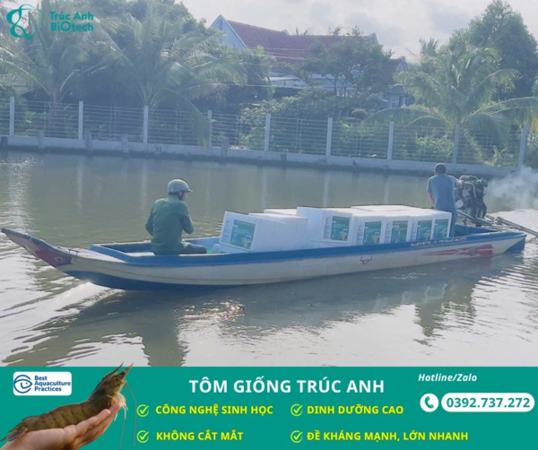 tom giong truc anh